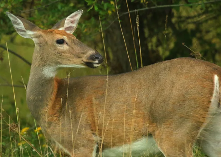 October brings new opportunities for WNY bowhunters